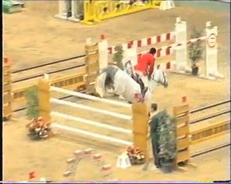 Casir Ask - Showjumping Stallion